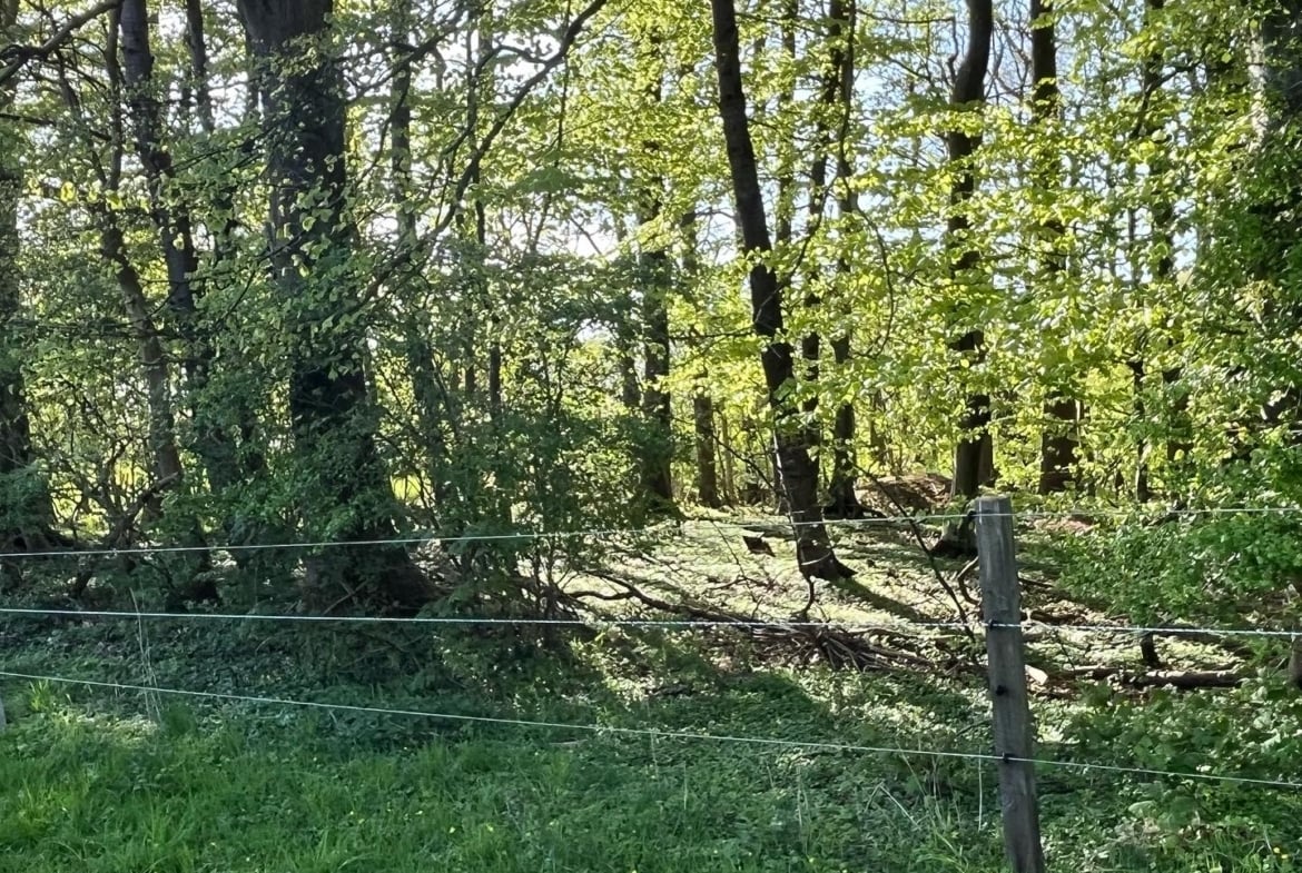 Waldhochzeit – Wiese in Alleinlage direkt am Wald