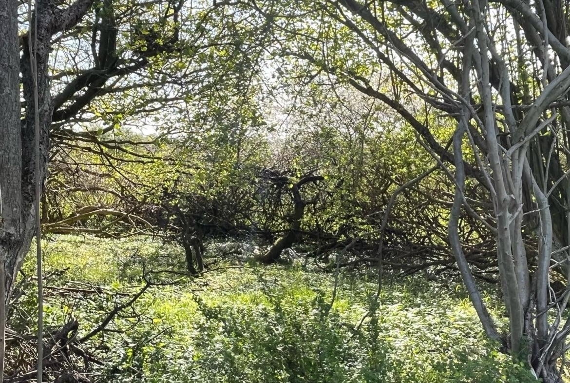 Waldhochzeit – Wiese in Alleinlage direkt am Wald