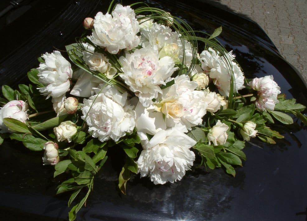 Blumen-Hecktor