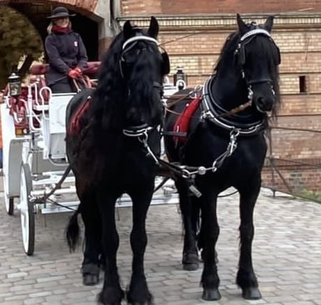 Hochzeitskutsche Pferdekutsche