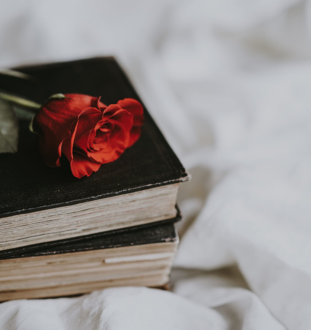 Rose auf einem Buch