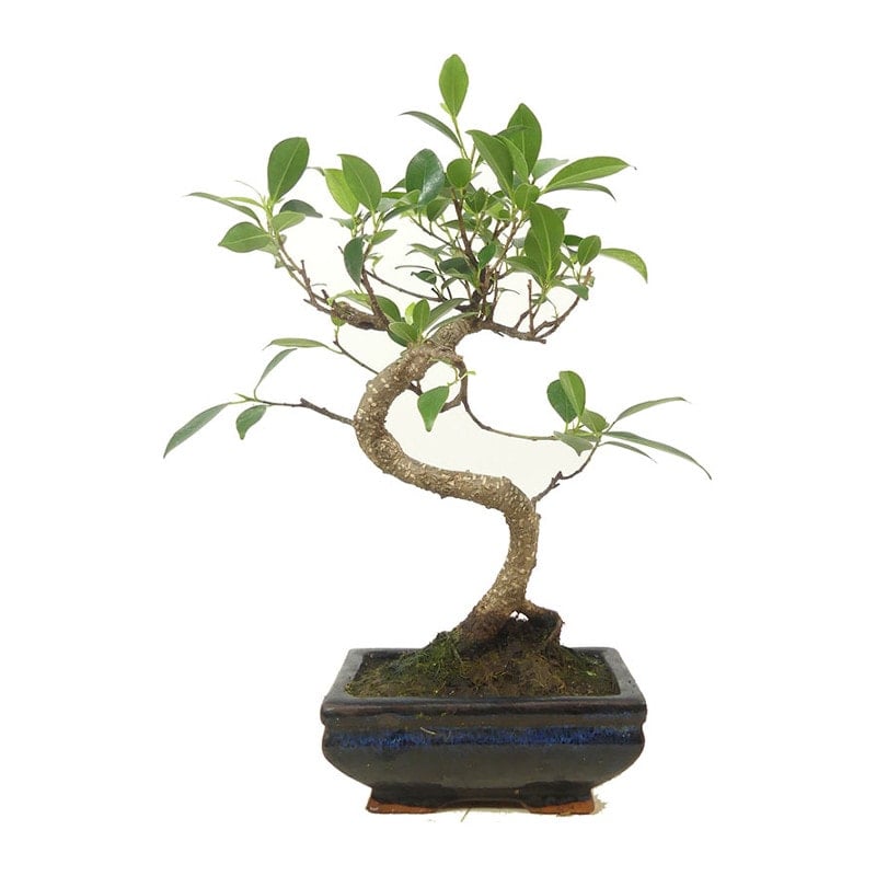 hochzeitsbaum_Feigenbaum_2