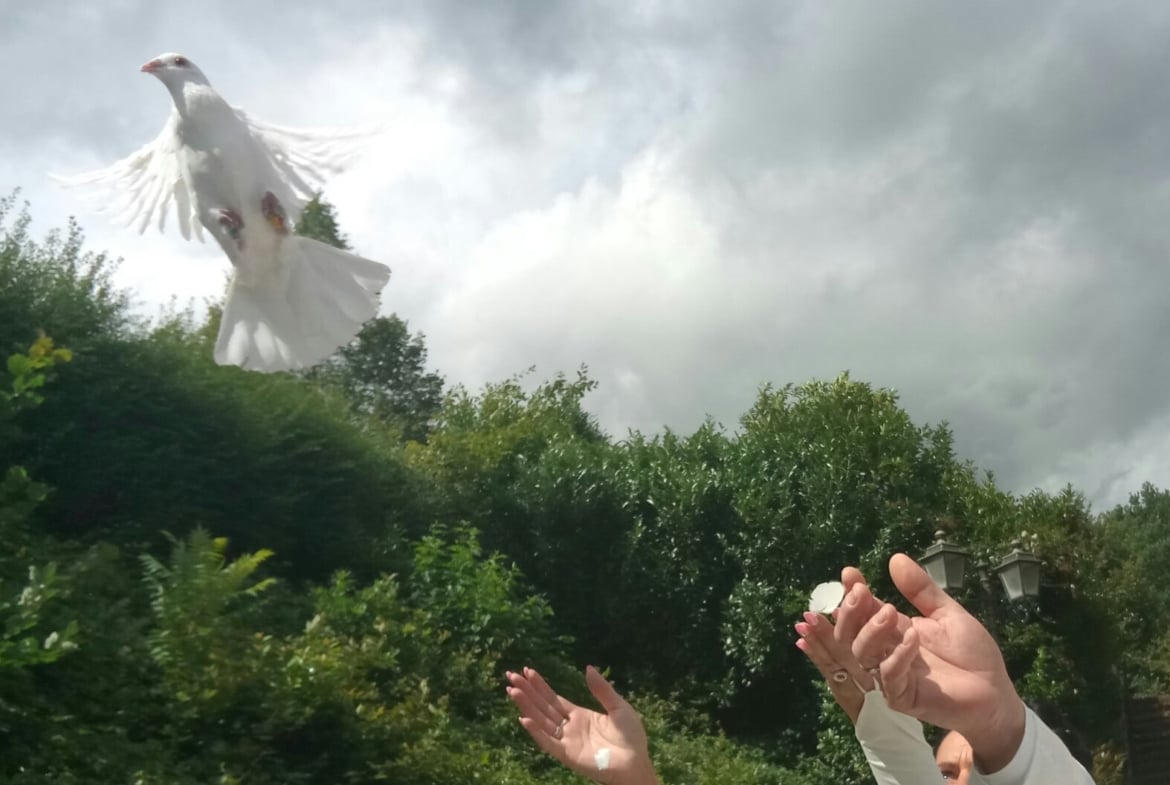Hochzeitstauben by Patrick Anderer | Weiße Tauben als Geschenk |
