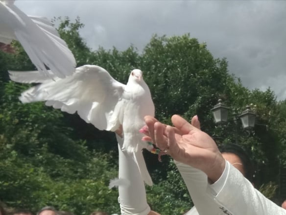 Hochzeitstauben by Patrick Anderer | Weiße Tauben als Geschenk |